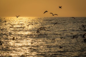 birds over Lake Erie     