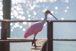 Roseate Spoonbill, Florida       