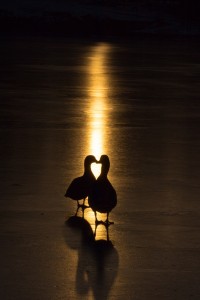 ducks at Hagerstown City Park    