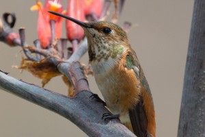 Rufus Hummingbird        